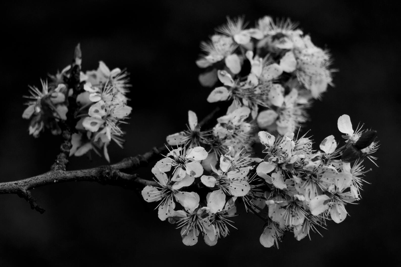 Práctica B&W