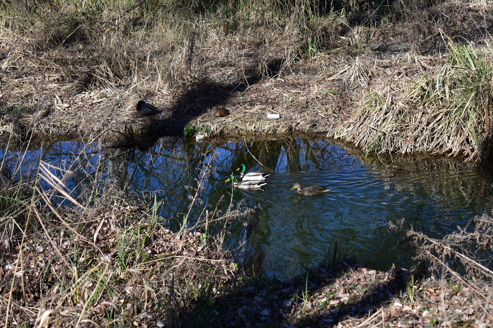 Patitos y basura