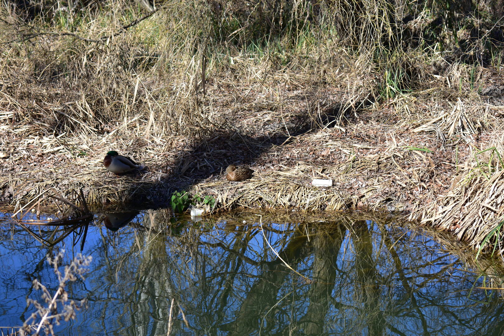 La basura de los rios acaba en el mar