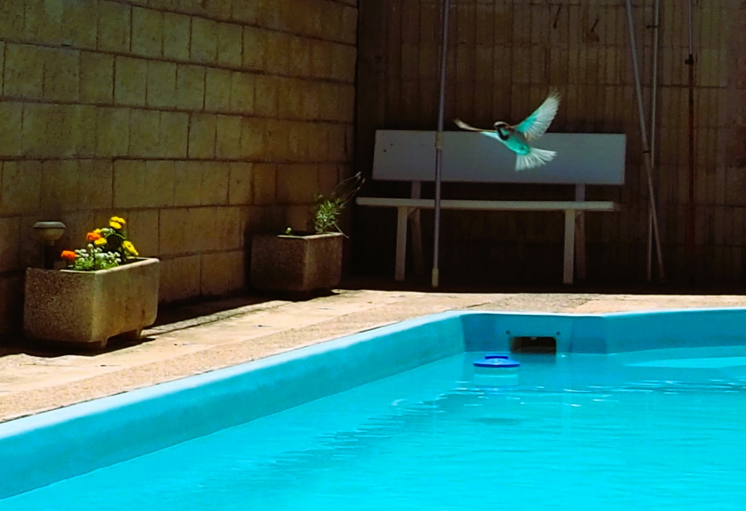 Aves 2
